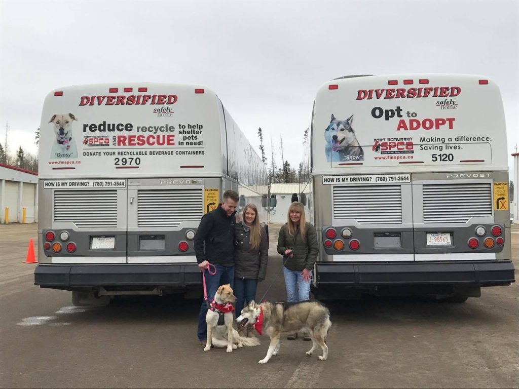 PHOTO. Gypsy, bottom left, is featured on the back of a Diversified bus cap encouraging the community to donate their recyclables and Snow, bottom right, is encouraging people to opt to adopt. Melanie Walsh. REPORTER   