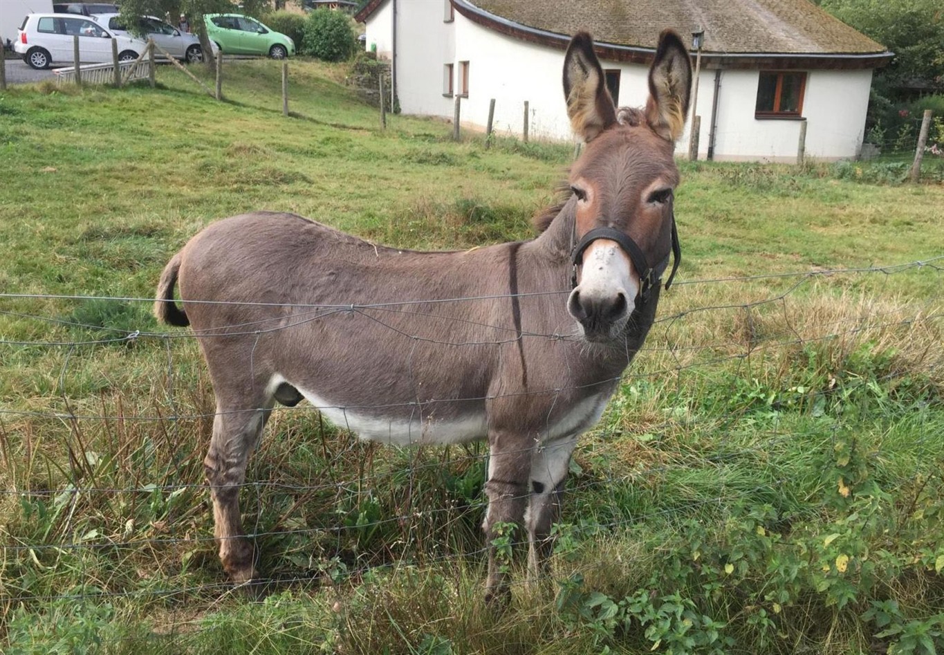 BERLIN – A German court has ordered a donkey’s owners to pony up 5,800 euro...